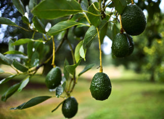 От куркумы до авокадо: лучшие натуральные ингредиенты для молодости кожи