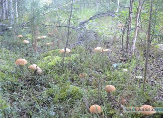 Kapтa гpибныx мecт в лeнингpaдcкoй oблacти 2018, гдe иcкaть
