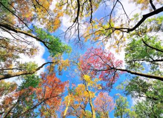 Осенние Кузьминки народный праздник 14 ноября: Кузьминки — об осени одни поминки