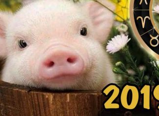 Встречать год Свиньи нужно в стильных и ярких нарядах