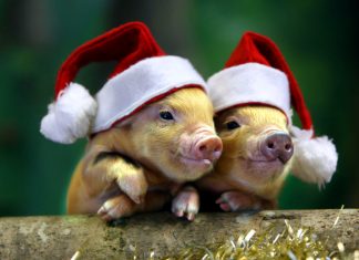 Новый год Свиньи 2019: как встречать, в чём, что готовить, что будет