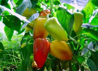 Когда сажать перец на рассаду в 2019 году
