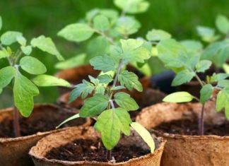 Когда сажать помидоры на рассаду в 2019 году по лунному календарю