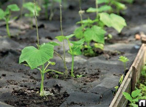 Что сажать на рассаду для открытого грунта в феврале 2019 года