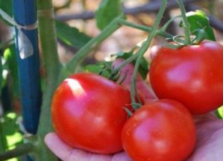 Лунный календарь на февраль 2019 года для садовода и огородника