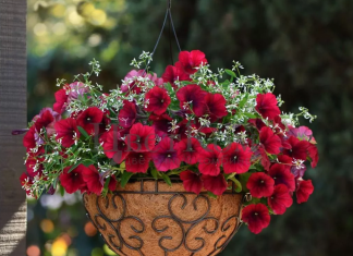 Когда сажать петунию на рассаду в 2019 году по лунному календарю