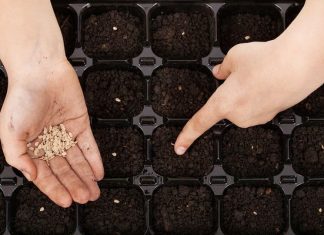 Когда сажать помидоры на рассаду в 2019 году по лунному календарю