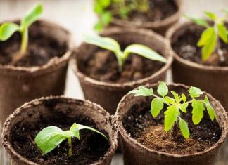 Что сажать в феврале 2019 года на рассаду