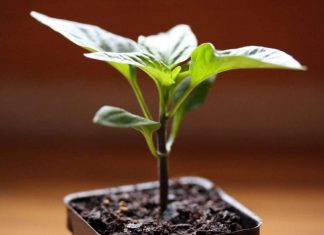 Когда сеять перец на рассаду в 2019: как вырастить рассаду перца в квартире