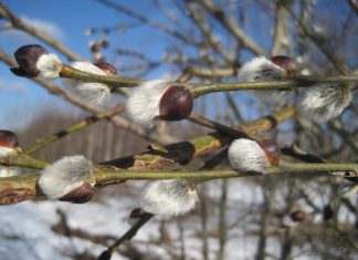 Выходные 8 марта в 2019 году — как отдыхаем на праздник