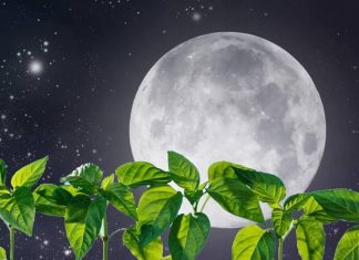 Самый подробный лунный календарь на февраль 2019 года для садовода и огородника, благоприятные дни