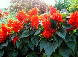 Когда производить посев сальвии на рассаду в 2019 году, советы по срокам посадки цветов