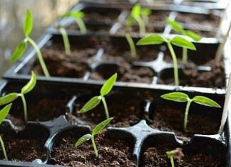 Когда сажать перец на рассаду в 2019 году