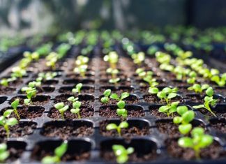 Лунный календарь садовода на февраль 2019 года, благоприятные дни