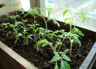 Когда сажать помидоры на рассаду в 2019 году по лунному календарю