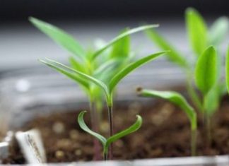 Когда сажать перец на рассаду в 2019 году