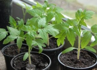 Лунный посевной календарь садовода и огородника на 2019 год