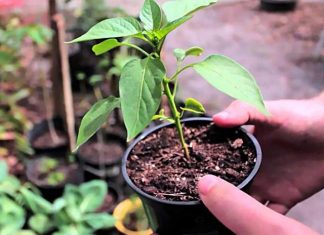 Когда сажать перец на рассаду в 2019 году по лунному календарю: благоприятные дни