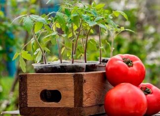 Когда сажать помидоры на рассаду в 2019 году по лунному календарю