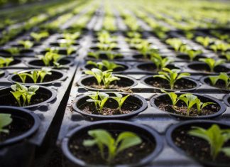 Лунный календарь садовода и огородника на март и апрель 2019 года