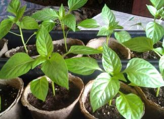 Когда сажать перец на рассаду в 2019 году по лунному календарю