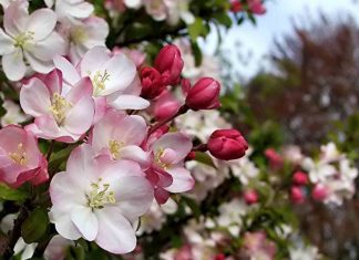 Как отдыхаем в мае 2019 года — выходные дни, перенос