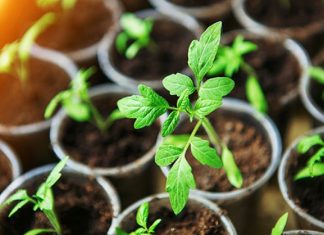 Когда сажать помидоры на рассаду в 2019 году по лунному календарю