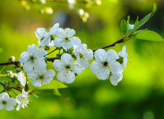 Как отдыхаем на майские праздники 2019: сколько выходных, переносы