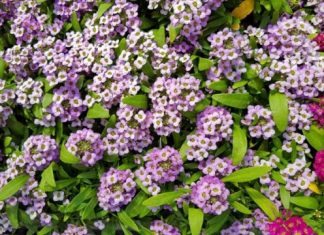 Какую рассаду цветов сажают в апреле 2019 года по лунному календарю