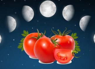 Лунный календарь для посадки рассады на март 2019: благоприятные дни