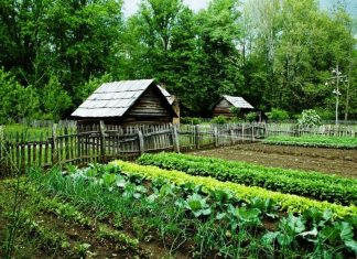 Лунный посевной календарь на 2019 год: благоприятные дни