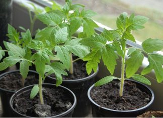 Лунный календарь садовода и огородника на апрель 2019 года