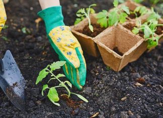 Когда сажать помидоры на рассаду в 2019 году по лунному календарю