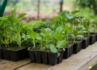 Когда сажать огурцы на рассаду в 2019 году по лунному календарю