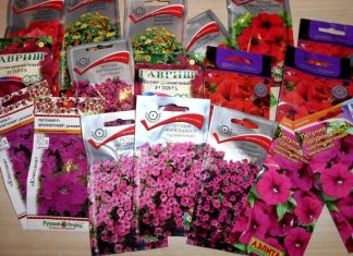 Когда сажать петунию на рассаду в 2019 году по лунному календарю