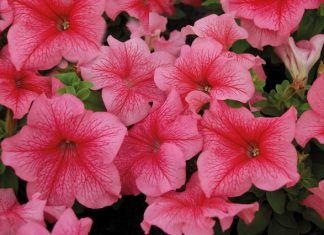 Благоприятные дни для посадки петунии в 2019 году