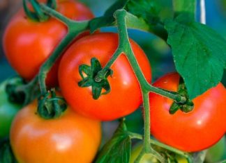 Когда сажать помидор на рассаду в 2019 году