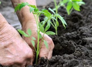 Лунный посевной календарь на апрель 2019 года