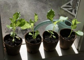 Когда сажать баклажаны на рассаду по лунному календарю в 2019 году