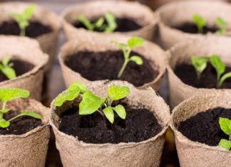 Когда сажать баклажаны на рассаду по лунному календарю в 2019 году