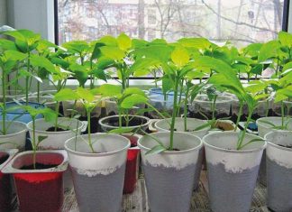 Когда сажать перец на рассаду в 2019 году по лунному календарю