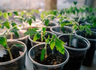 Лунный посевной календарь на 2019 год для ленинградской области