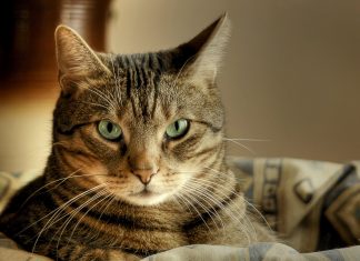 Кошка худеет и плохо ест, что делать? Мнения ветеринаров