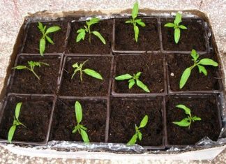 Лунный посевной календарь на 2019 год садовода и огородника