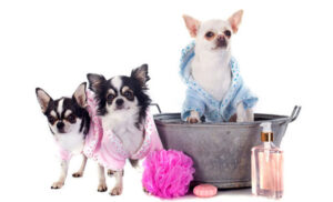 Лучшая косметика для животных