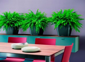 Фитодизайн в интерьере