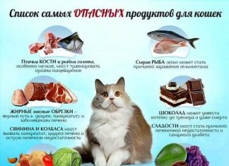 Чем кормить кошку: сбалансированный рацион кошки