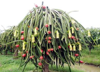 Как растет драконий фрукт?