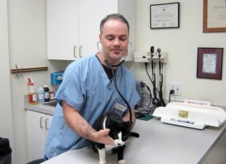 Какие услуги предоставляют ветеринарные клиники?