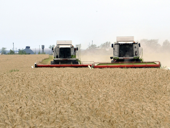 Новый механизм регулировки цен на зерно оценили экономисты